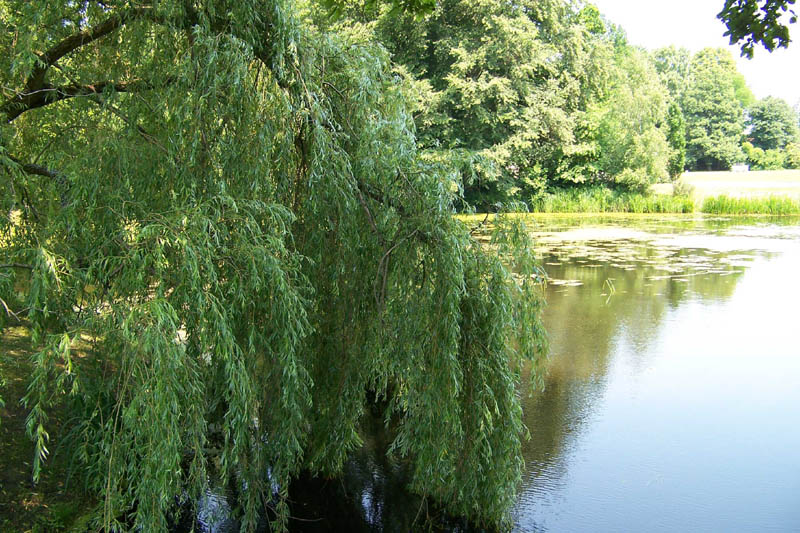 Schlosspark 2007-06-09_0935
