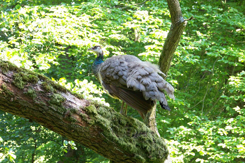 Schlosspark 2007-06-09_0942