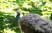 Schlosspark 2007-06-09_0941