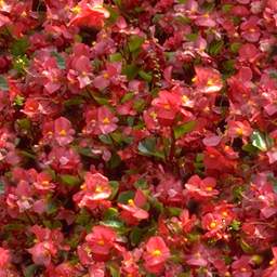 l_flower.jpg (17145 Byte)